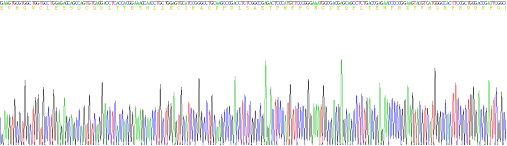 Recombinant Proopiomelanocortin (POMC)