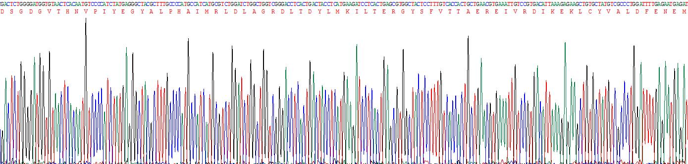 Recombinant Actin Alpha 1, Cardiac Muscle (ACTC1)