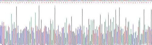 Recombinant Extracellular Signal Regulated Kinase 1 (ERK1)