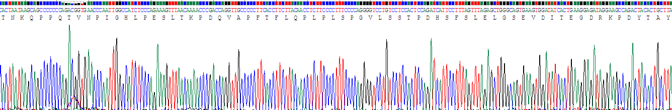 Recombinant Activating Transcription Factor 4 (ATF4)