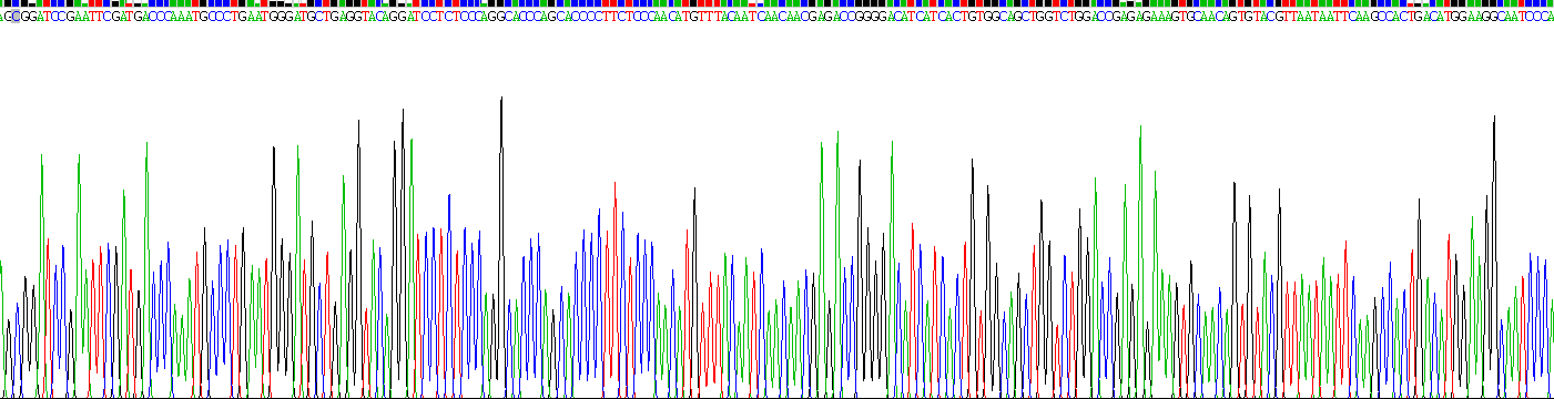 Recombinant N-cadherin (NCAD)