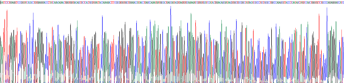Recombinant Pancreatic Elastase 1 (ELA1)