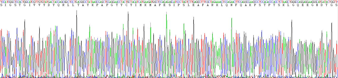 Recombinant Surfactant Protein C (SP-C)