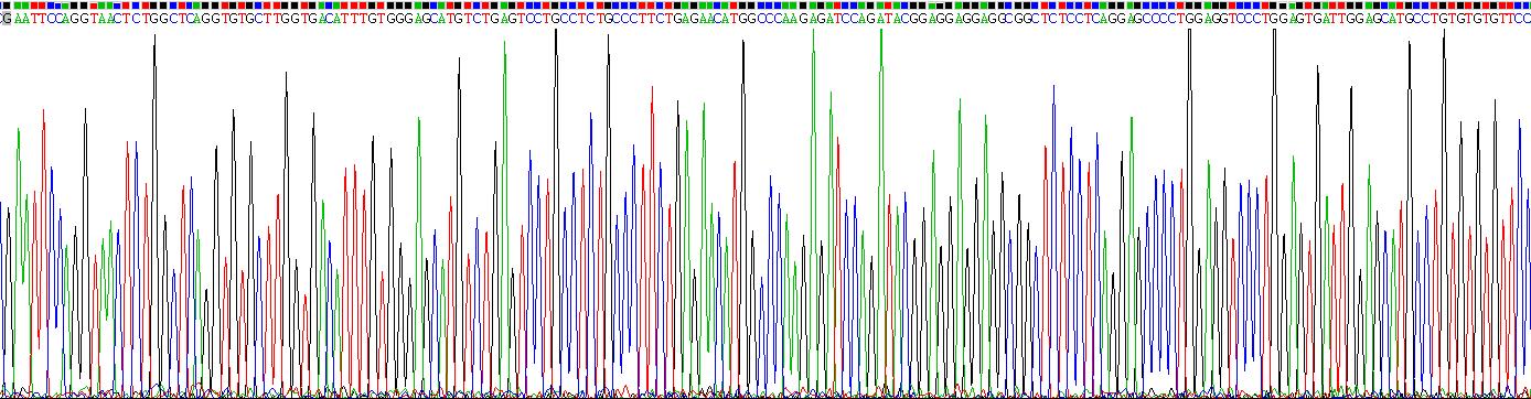 Recombinant Interleukin 12 Receptor Beta 1 (IL12Rb1)