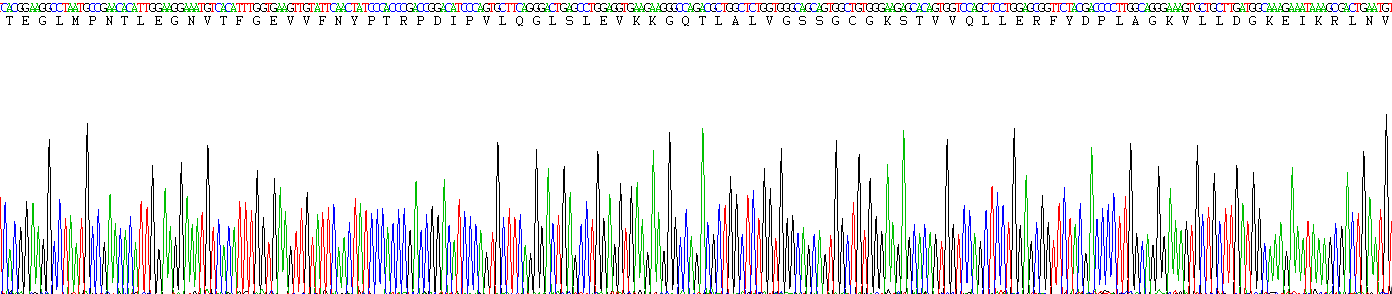 Recombinant Permeability Glycoprotein (Pgp)