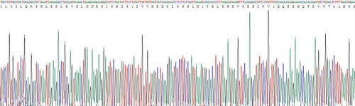 Recombinant Selenoprotein P1, Plasma (SEPP1)