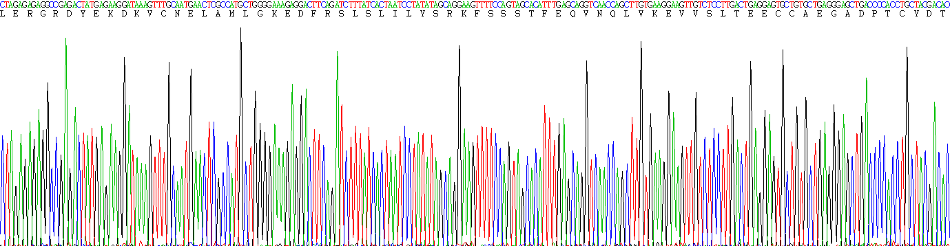 Recombinant Vitamin D Binding Protein (DBP)