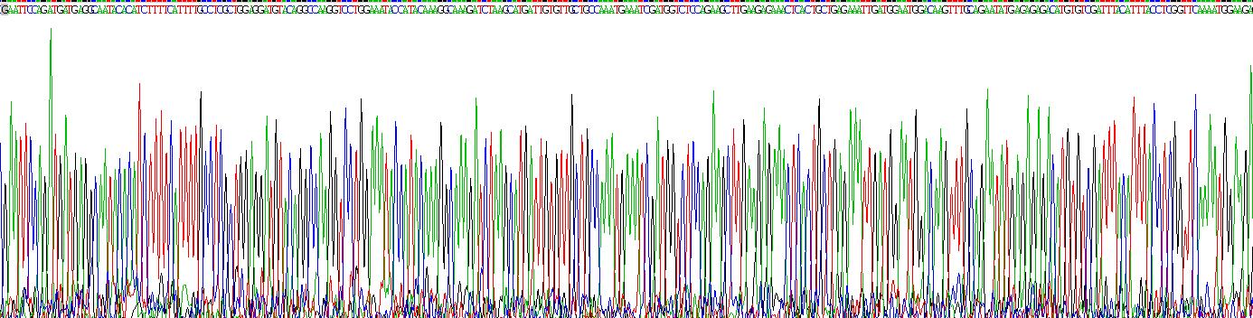 Recombinant Squamous Cell Carcinoma Antigen 1/2 (SCCA1/SCCA2)