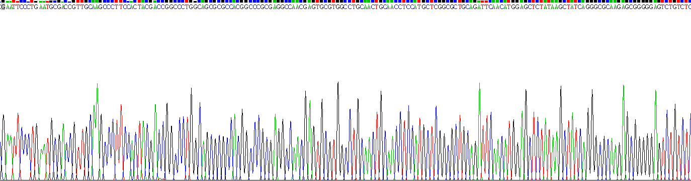 Recombinant Netrin 1 (Ntn1)