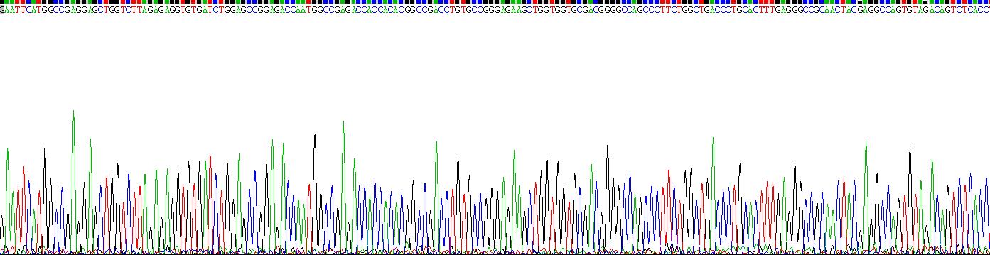 Recombinant Transglutaminase 2 (TGM2)