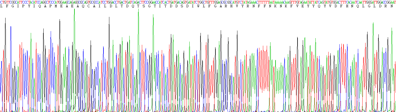 Recombinant Xeroderma Pigmentosum, Complementation Group G (XPG)