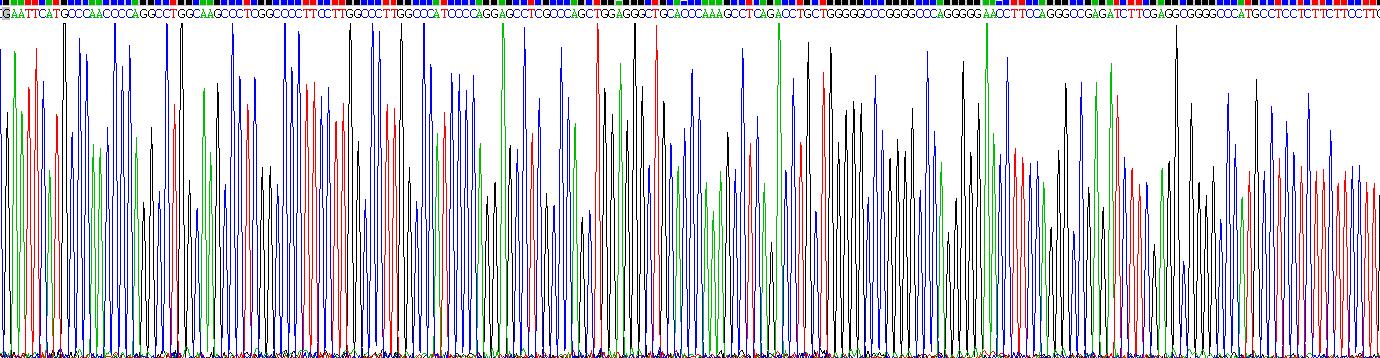 Recombinant Forkhead Box P3 (FOXP3)