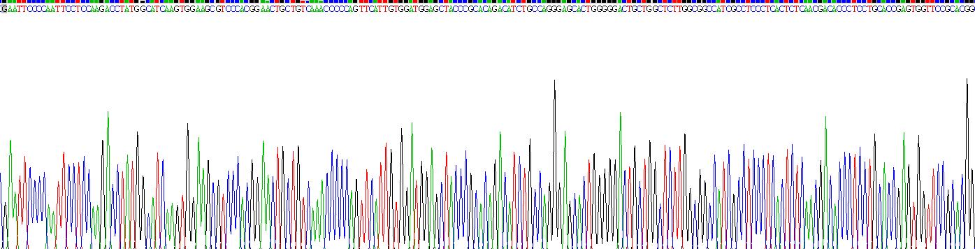 Recombinant Calpain 1 (CAPN1)