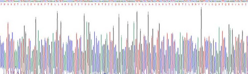 Recombinant Calpain 1 (CAPN1)