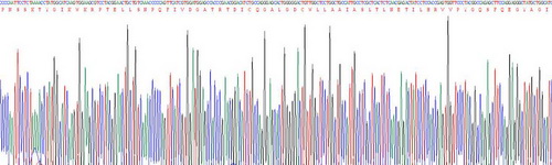 Recombinant Calpain 1 (CAPN1)