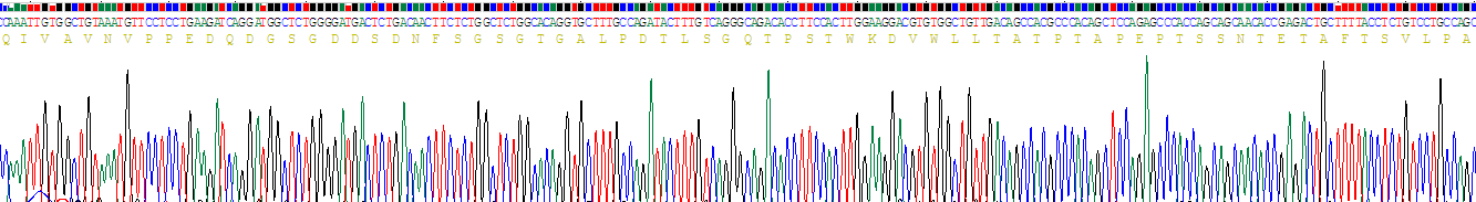 Recombinant Syndecan 1 (SDC1)