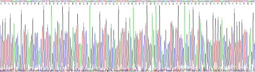 Recombinant Tenascin C (TNC)