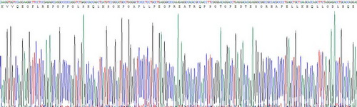 Recombinant Tau Protein (MAPT)