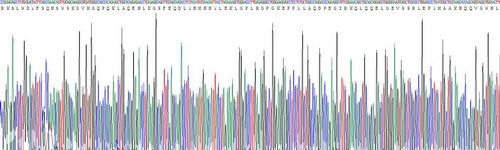 Recombinant Apolipoprotein A5 (APOA5)