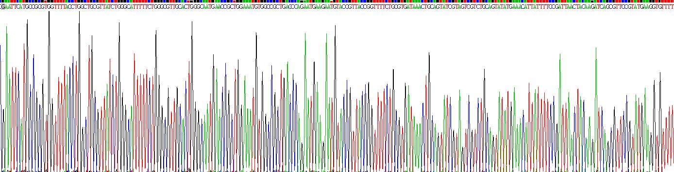 Recombinant Interleukin 34 (IL34)