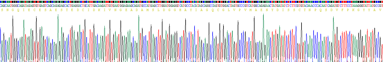 Recombinant Transferrin (TF)