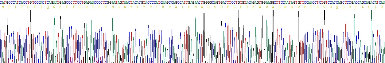 Recombinant Phospholipase B (PLB)