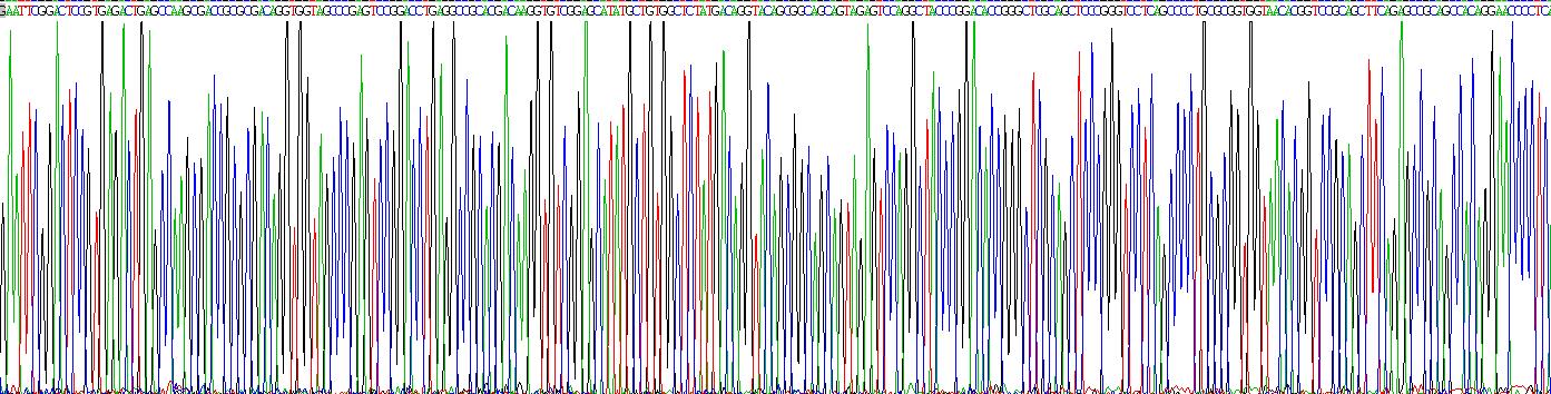 Recombinant Bone Morphogenetic Protein 3 (BMP3)