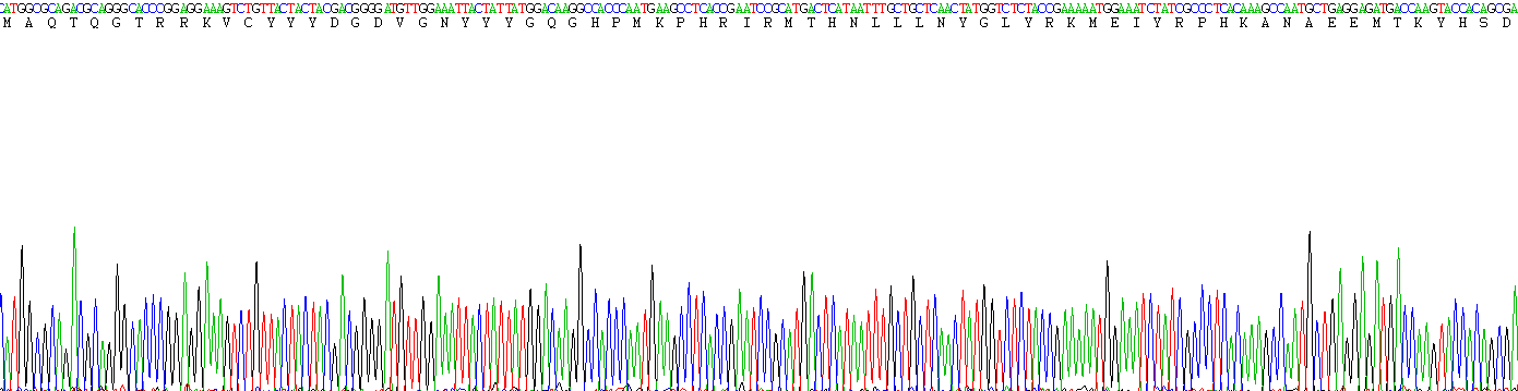 Recombinant Histone Deacetylase 1 (HDAC1)