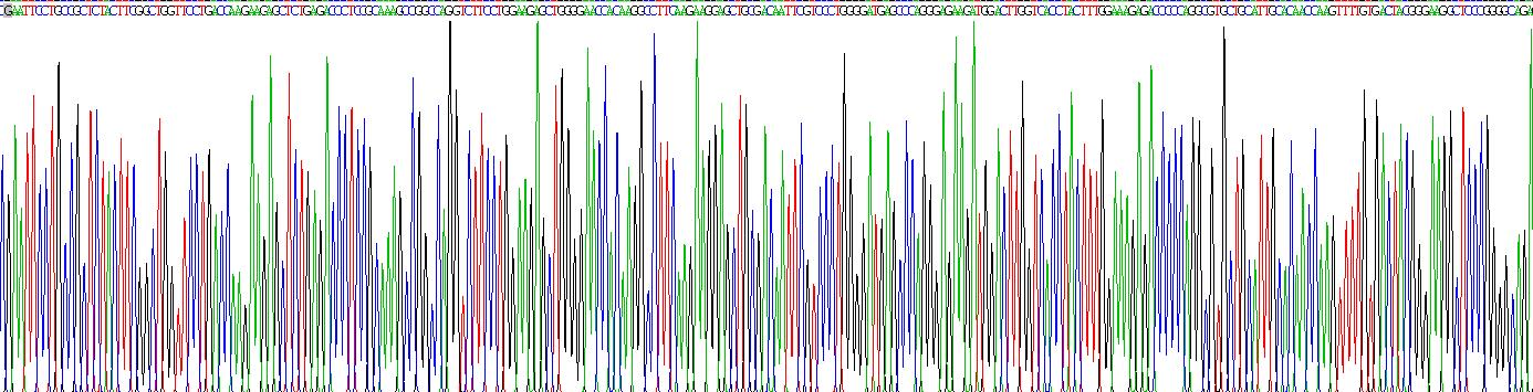 Recombinant 2',3'-Cyclic Nucleotide 3'-Phosphodiesterase (CNP)