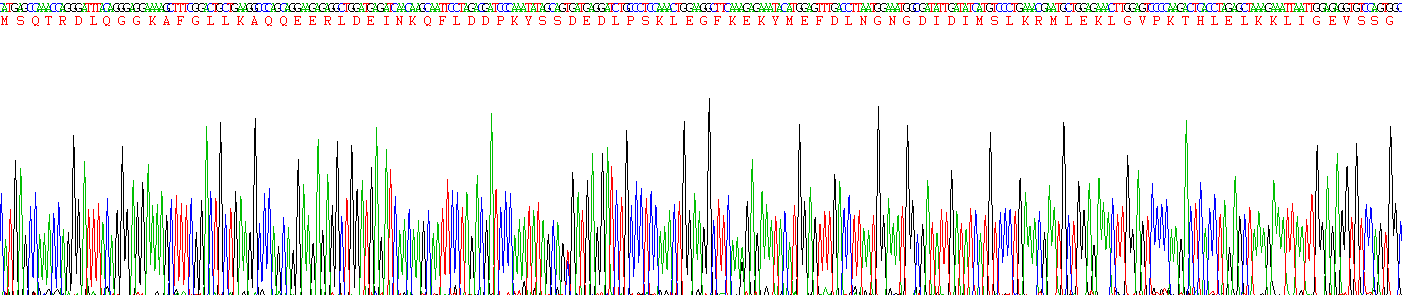 Recombinant Allograft inflammatory factor 1 (AIF1)
