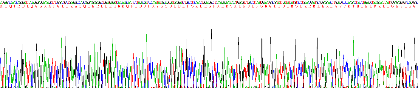 Recombinant Ionized Calcium-binding Adapter Molecule 1 (IBA1)