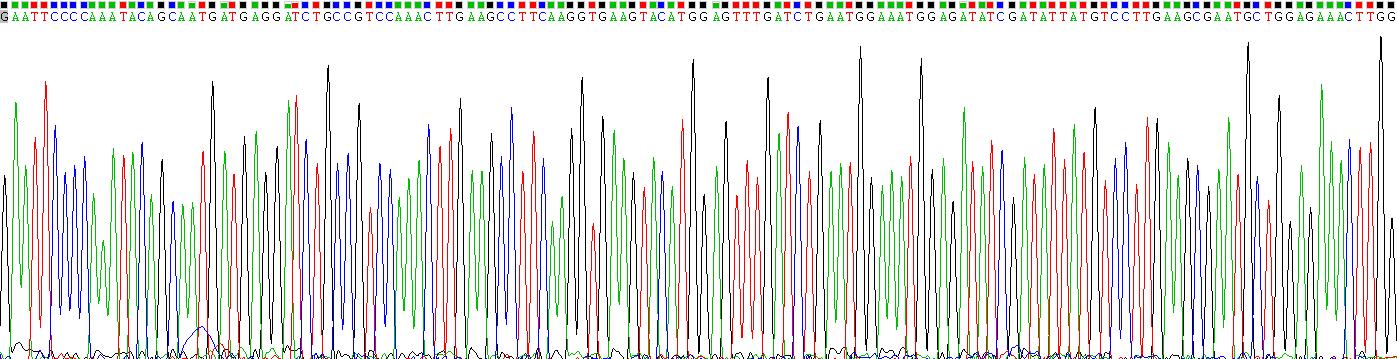 Recombinant Allograft inflammatory factor 1 (AIF1)