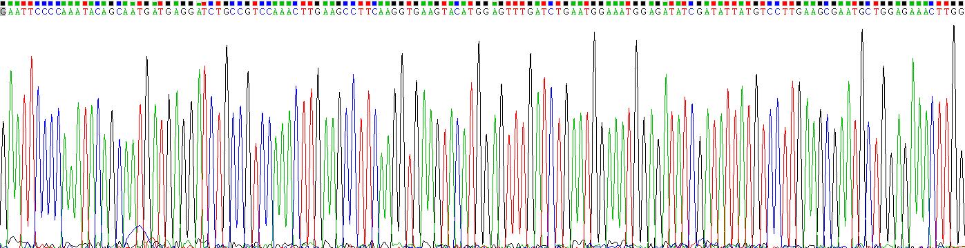 Recombinant Ionized Calcium-binding Adapter Molecule 1 (IBA1)