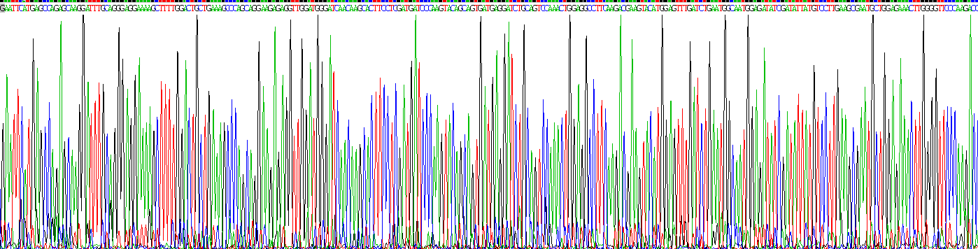 Recombinant Allograft inflammatory factor 1 (AIF1)