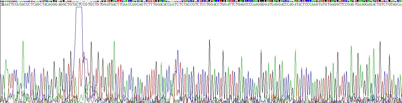Recombinant Cathelicidin Antimicrobial Peptide (CAMP)