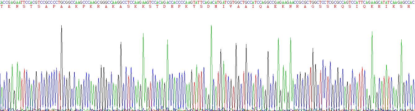 Recombinant Histone H1 (H1)