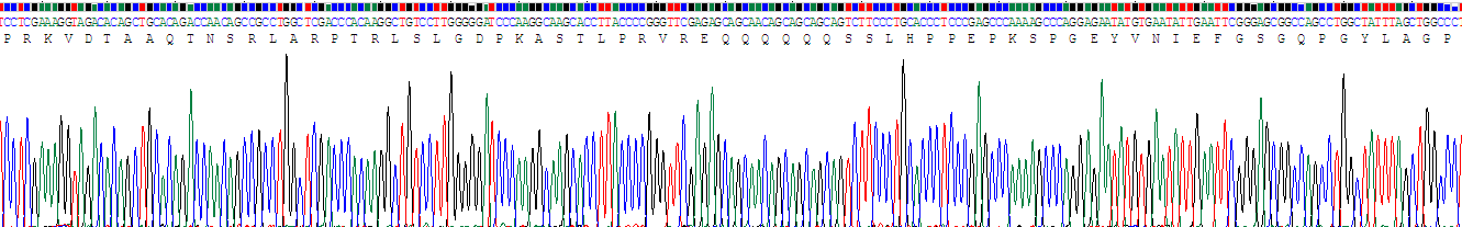 Recombinant Insulin Receptor Substrate 1 (IRS1)