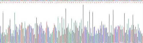 Recombinant Y-Box Binding Protein 1 (YBX1)