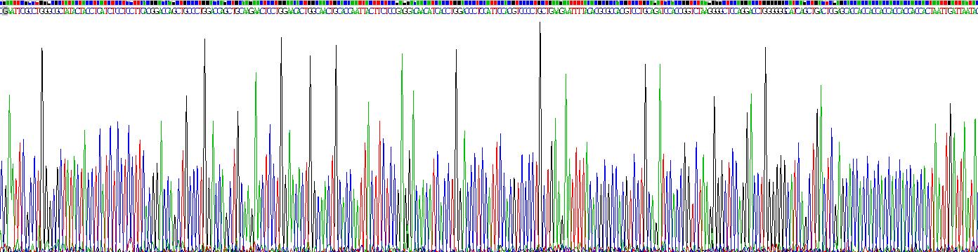 Recombinant Serotonin Transporter (SERT)