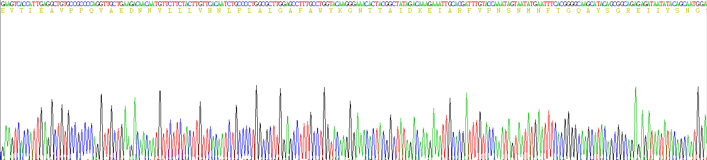 Recombinant Carcinoembryonic Antigen Related Cell Adhesion Molecule 1 (CEACAM1)