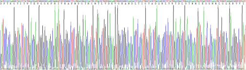 Recombinant Low Density Lipoprotein Receptor Related Protein 5 (LRP5)