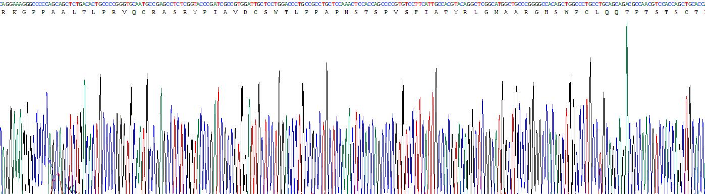 Recombinant Epstein Barr Virus Induced Protein 3 (EBI3)