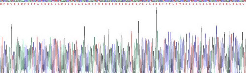 Recombinant Troponin I Type 1, Slow Skeletal (TNNI1)