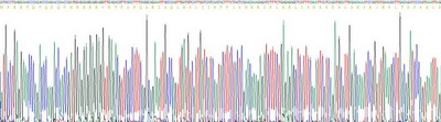 Recombinant Heat Shock Protein 90kDa Alpha A1 (HSP90aA1)