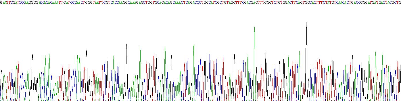 Recombinant Thrombospondin 2 (THBS2)