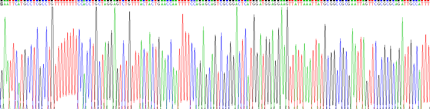 Recombinant Relaxin 2 (RLN2)