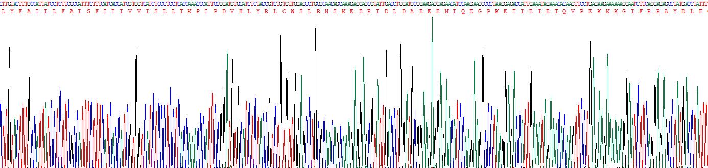 Recombinant Sodium/Glucose Cotransporter 1 (SGLT1)