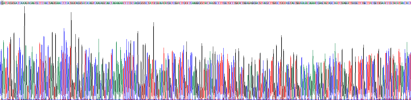 Recombinant L-Type Amino Acid Transporter 1 (y+LAT1)