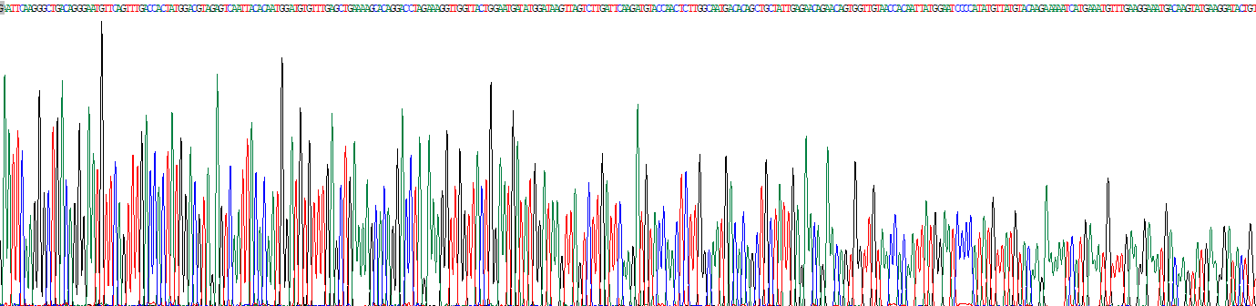 Recombinant Glutamate Receptor, Ionotropic, AMPA 4 (GRIA4)