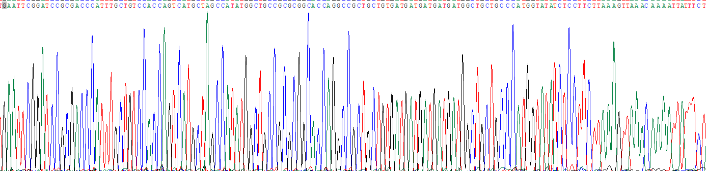 Recombinant Heterogeneous Nuclear Ribonucleoprotein K (HNRPK)